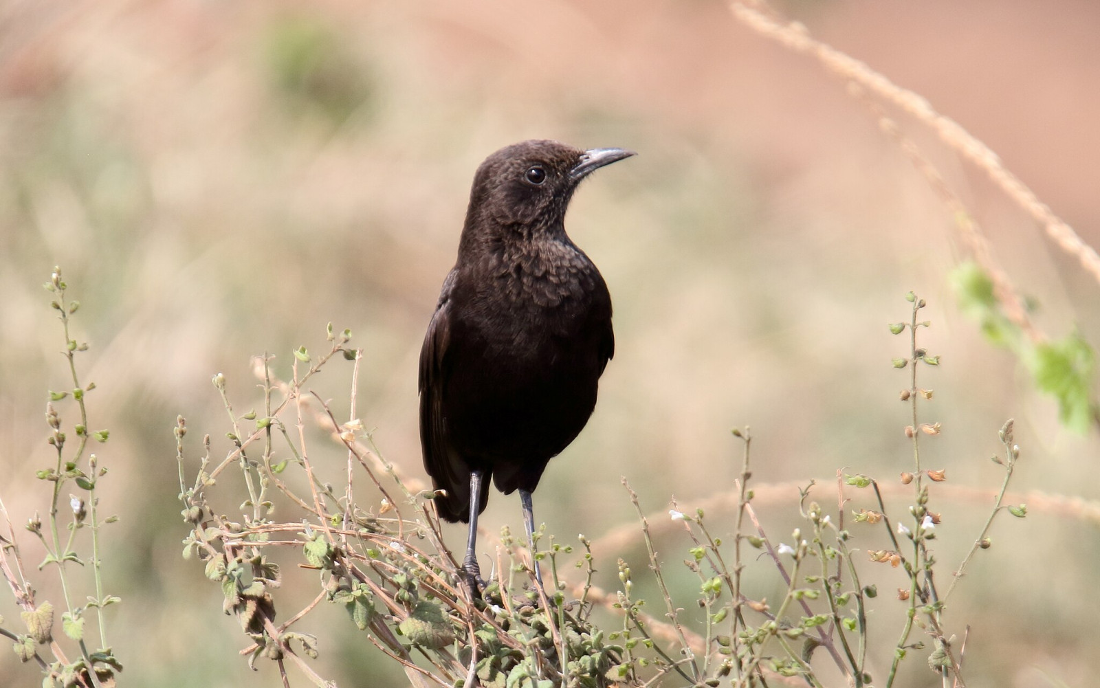 image Northern Anteater-Chat
